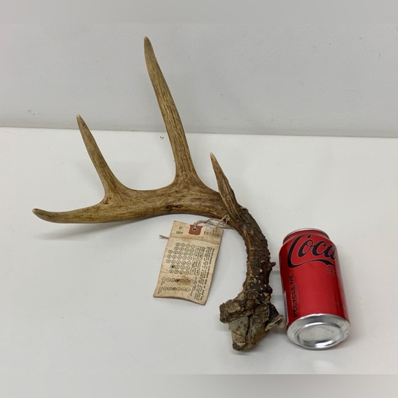 Vintage Upper Peninsula Michigan Deer Antler 15.3oz/433g 1977 - Picture 6 of 14